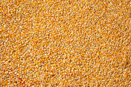 玉米种子摄影图